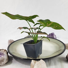 Load image into Gallery viewer, Syngonium Pink Splash Variegated 2.5" Pot, Fedex 2 day*