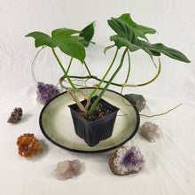 Load image into Gallery viewer, Philodendron Green Golden Dragon 4" pot, Fedex 2day*