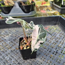 Load image into Gallery viewer, Alocasia Polly Snowflake Pink variegated 2.5" pot, Fedex 2day*