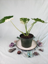 Load image into Gallery viewer, Odora Okinawa Silver, Exact Plant, variegated Alocasia