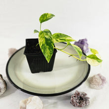 Load image into Gallery viewer, Epipremnum Pinnatum Sunburst, Exact Plant Variegated