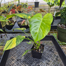Load image into Gallery viewer, Monstera Marilyn Variegated, Exact Plant Ships Nationwide.