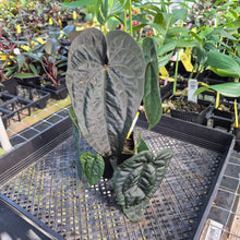 Load image into Gallery viewer, Anthurium Ace of Spades Tezula Dark Form x Kunayalense ,Exact Plant Variegated Ships Nationwide