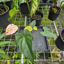 Load image into Gallery viewer, Anthurium Shibori, Exact Plant Variegated
