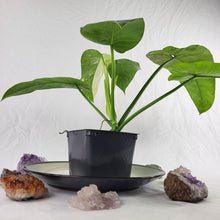 Load image into Gallery viewer, Philodendron Jose Buono, Exact Plant Variegated Ships Nationwide