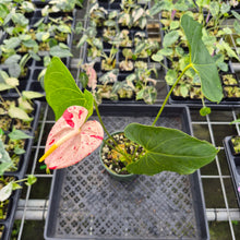 Load image into Gallery viewer, Anthurium Shibori Variegated exact plant, Fedex 2day