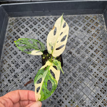 Load image into Gallery viewer, Monstera Adansonii Laniata Albo, Exact Plant Variegated Ships Nationwide