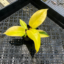 Load image into Gallery viewer, Philodendron Jungle Fever , 2.5” pot, Fedex 2 day*