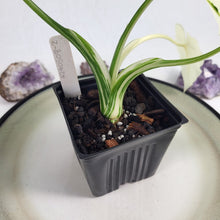 Load image into Gallery viewer, Alocasia Odora, Okinawa Silver Variegated 4" pot, Fedex 2day*