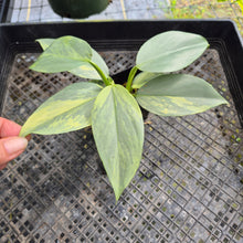 Load image into Gallery viewer, Philodendron Hastatum Silver Sword, Exact Plant Variegated Ships Nationwide