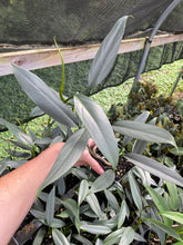 Load image into Gallery viewer, Philodendron Hastatum Silver Sword Narrow Form 4" pot, Fedex 2day*