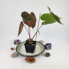 Load image into Gallery viewer, Anthurium Red Beauty, Exact Plant