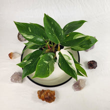 Load image into Gallery viewer, Philodendron White Princess Variegated 4" pot, Fedex 2day*