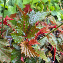 Load image into Gallery viewer, Begonia Serratipetala 4" pot Fedex 2day*