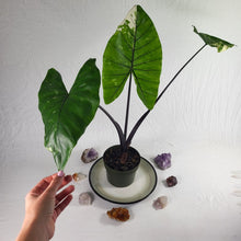 Load image into Gallery viewer, Alocasia Macrorhizza Black Stem, Exact Plant Variegated