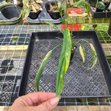 Load image into Gallery viewer, Philodendron Holtonianum Variegated, Exact Plant Ships Nationwide