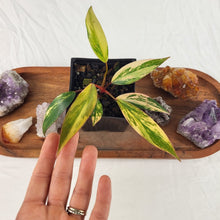 Load image into Gallery viewer, Philodendron Strawberry Shake, Exact Plant Variegated Ships Nationwide