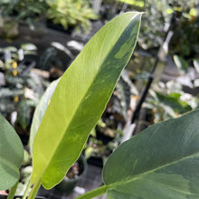 Load image into Gallery viewer, Philodendron Olympiad Pinnatifidum variegated exact plant, Fedex 2day*