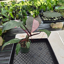 Load image into Gallery viewer, Philodendron Pink Princess Variegated exact plant, Fedex 2day