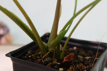 Load image into Gallery viewer, Variegated Syngonium Panda Exact Plant