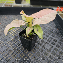 Load image into Gallery viewer, Syngonium Pink Spot Variegated 2.5" pot, Fedex 2day*