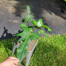 Load image into Gallery viewer, Philodendron Green Golden Dragon, Exact Plant Ships Nationwide