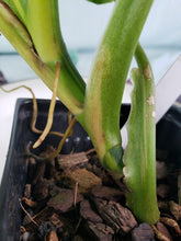 Load image into Gallery viewer, Domesticum, Exact Plant, variegated Philodendron