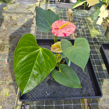 Load image into Gallery viewer, Anthurium Shibori, Exact Plant Variegated
