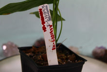 Load image into Gallery viewer, Anthurium Balaoanum 'Dussii' Exact Plant Ships nationwide