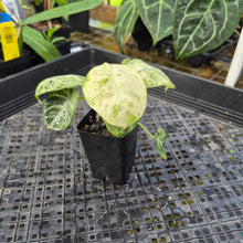 Load image into Gallery viewer, Alocasia Ninja Tricolor, Exact Plant Variegated Ships Nationwide