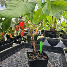 Load image into Gallery viewer, Anthurium Balaoanum "Dussii" 4" pot, Fedex 2day*