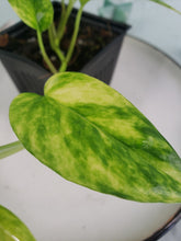 Load image into Gallery viewer, Yellow Flame, exact plant, variegated Epipremnum, ships nationwide