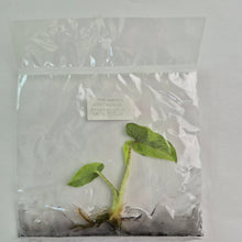 Load image into Gallery viewer, Alocasia Lauterbachiana Aurea variegated tissue culture 2DayAir