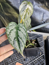 Load image into Gallery viewer, Philodendron Brandtianum, Exact Plant Ships Nationwide