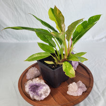 Load image into Gallery viewer, Philodendron Ring Of Fire Variegated 4" pot, Fedex 2day*