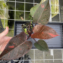 Load image into Gallery viewer, Philodendron Orange Princess Variegated exact plant, Fedex 2day*