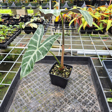 Load image into Gallery viewer, Alocasia Longiloba Lowii, Exact Plant Ships Nationwide
