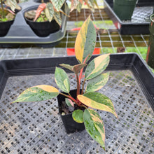 Load image into Gallery viewer, Philodendron Red Congo, Exact Plant Variegated Ships Nationwide