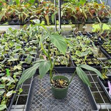 Load image into Gallery viewer, Philodendron Tripartitum exact plant, Fedex 2day*