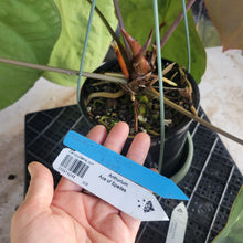 Load image into Gallery viewer, Anthurium Ace of Spades, Exact Plant Ships Nationwide