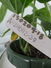 Load image into Gallery viewer, Siltepecana El Salvadore, exact plant, multi pot of 5, Monstera, ships nationwide