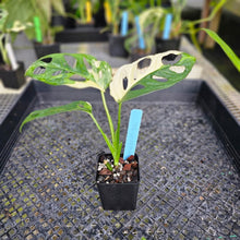 Load image into Gallery viewer, Monstera Adansonii Albo Tricolor Variegated 2.5" pot, Fedex 2day*