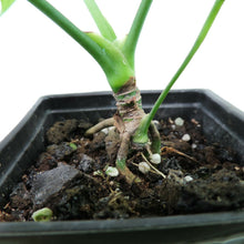 Load image into Gallery viewer, Anthurium Clavigerum. no shipping: ca,az,tx,la