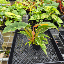 Load image into Gallery viewer, Philodendron Ring Of Fire, Exact Plant Variegated Ships Nationwide