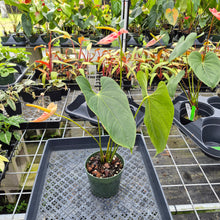 Load image into Gallery viewer, Anthurium Shibori, Exact Plant Variegated Ships Nationwide