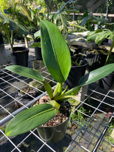 Load image into Gallery viewer, Philodendron Martianum Fat Boy, Exact Plant