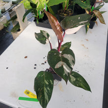 Load image into Gallery viewer, Philodendron Red Anderson, Exact Plant Ships Nationwide