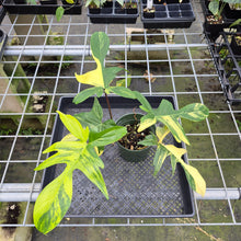 Load image into Gallery viewer, Philodendron Florida Beauty Variegated exact plant, Fedex 2day