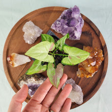 Load image into Gallery viewer, Syngonium Strawberry Milk Variegated 2.5" Pot, Fedex 2 day*