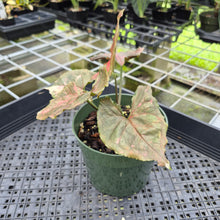 Load image into Gallery viewer, Syngonium Strawberry Ice Variegated exact plant, Fedex 2day*